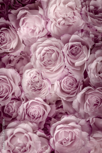Rosen pink  Hintergrund
