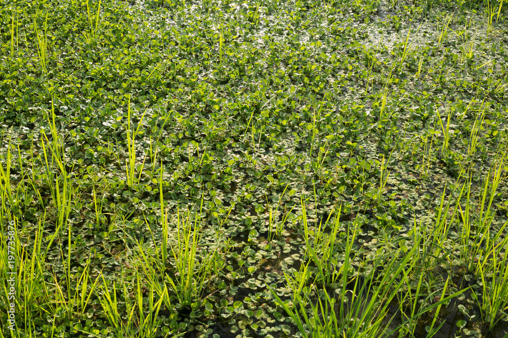 Eterantera reniforme (Heteranthera reniformis), the variety of life in rice field, one of the weed plant in organic rice field. Eterantera reniforme (Heteranthera reniformis), the variety of life in rice field, one of the weed plant in organic rice field.