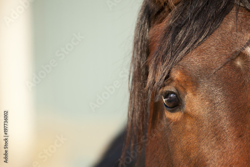Fototapeta Naklejka Na Ścianę i Meble -  brown horse eye
