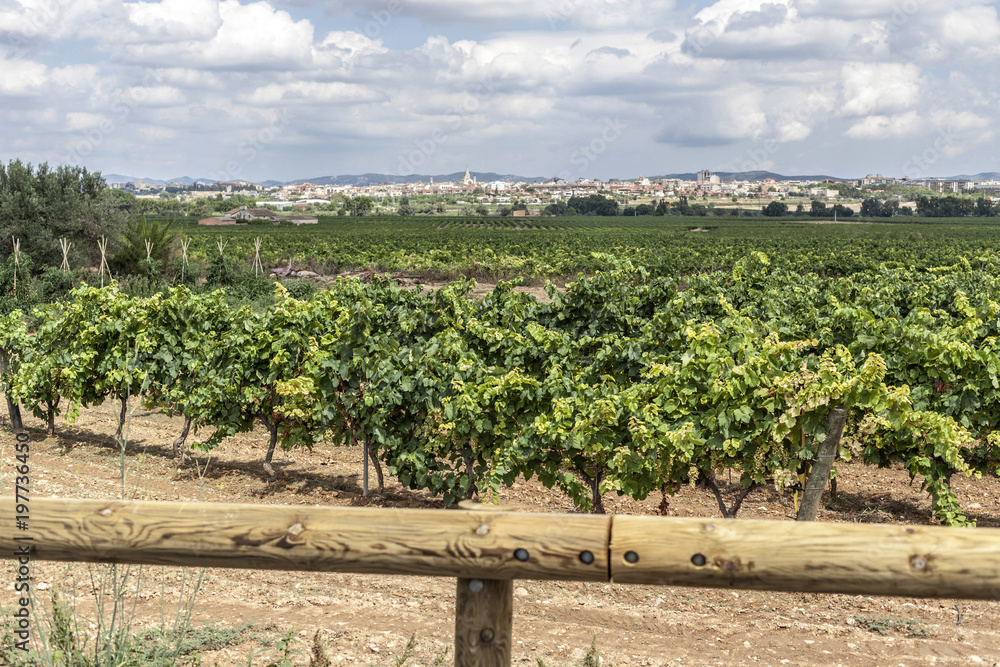 Landscape with vineyards in Penedes zone, at background, Vilafranca del Penedes,Catalonia,Spain.