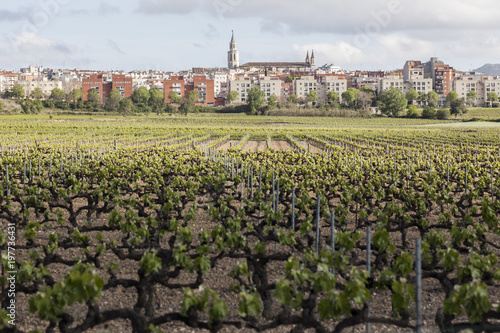 Vineyards and village view, Vilafranca del Penedes,Penedes wine region, province Barcelona,Catalonia.Spain. photo