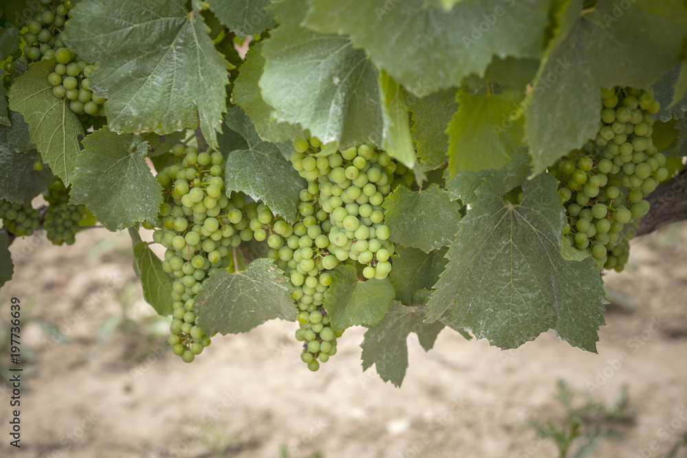 Vineyard, strain, white grape. Vineyard, strain, white grape.