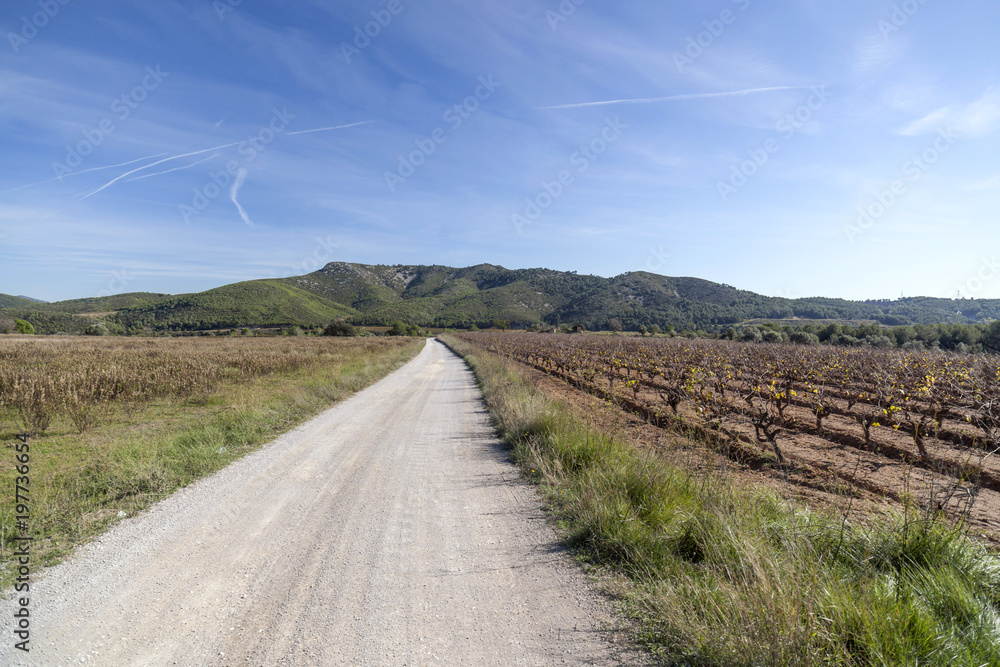 Landscape with vineyards in Penedes zone,Catalonia,Spain.