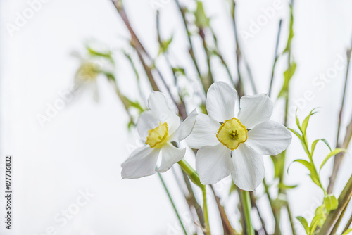 Fototapeta Naklejka Na Ścianę i Meble -  white daffodils against the natural light