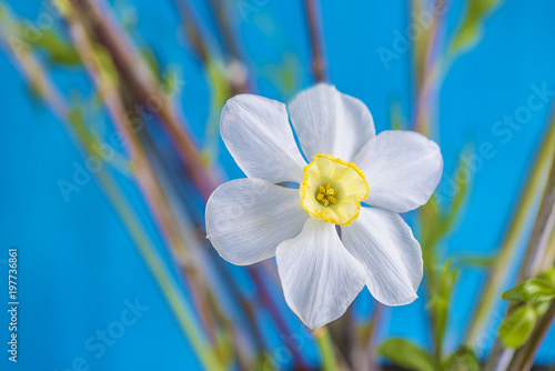 Fototapeta Naklejka Na Ścianę i Meble -  White daffodil flower on blue background