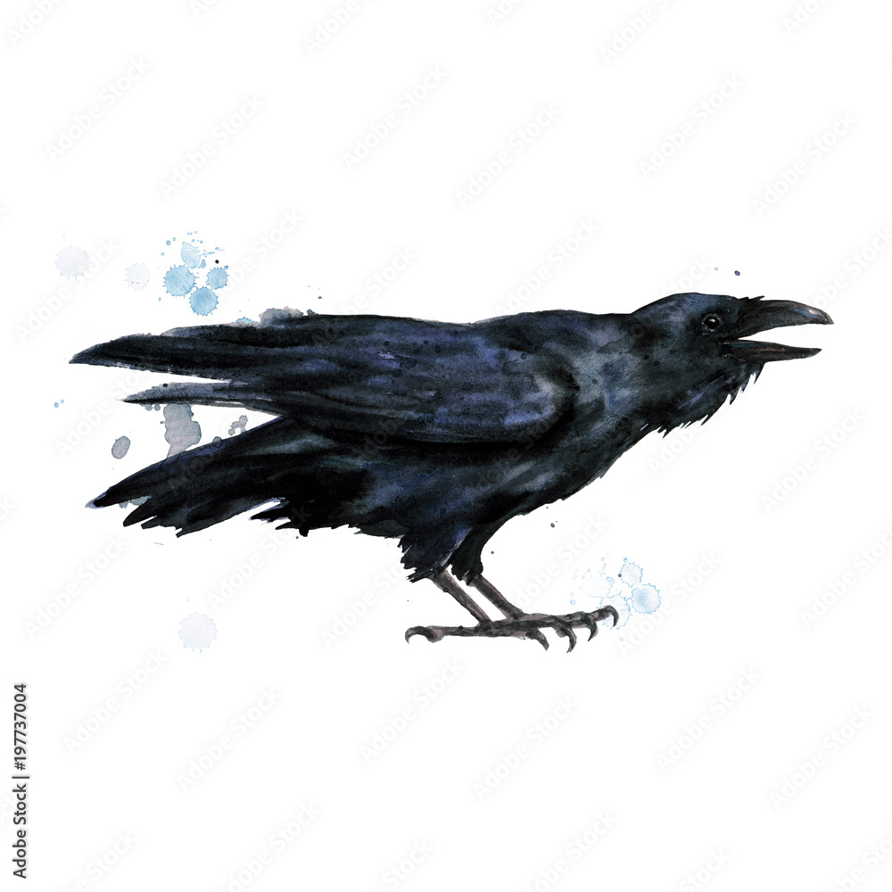 Fototapeta premium Raven. Watercolor Illustration.