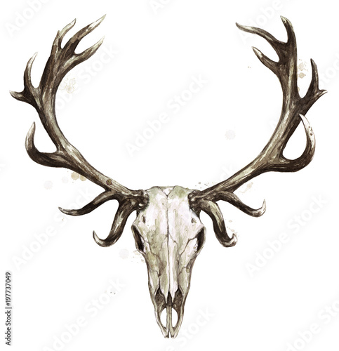 Valokuva Deer Skull. Watercolor Illustration.