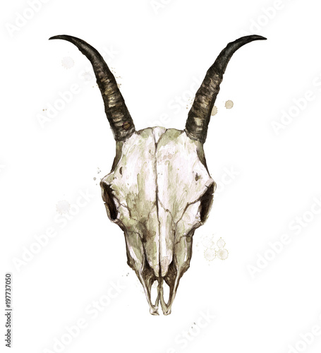 Goat Skull. Watercolor Illustration.