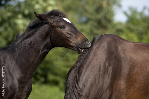 Foal cleans mare