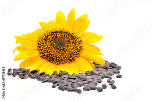 Sunflower with seeds on a white background