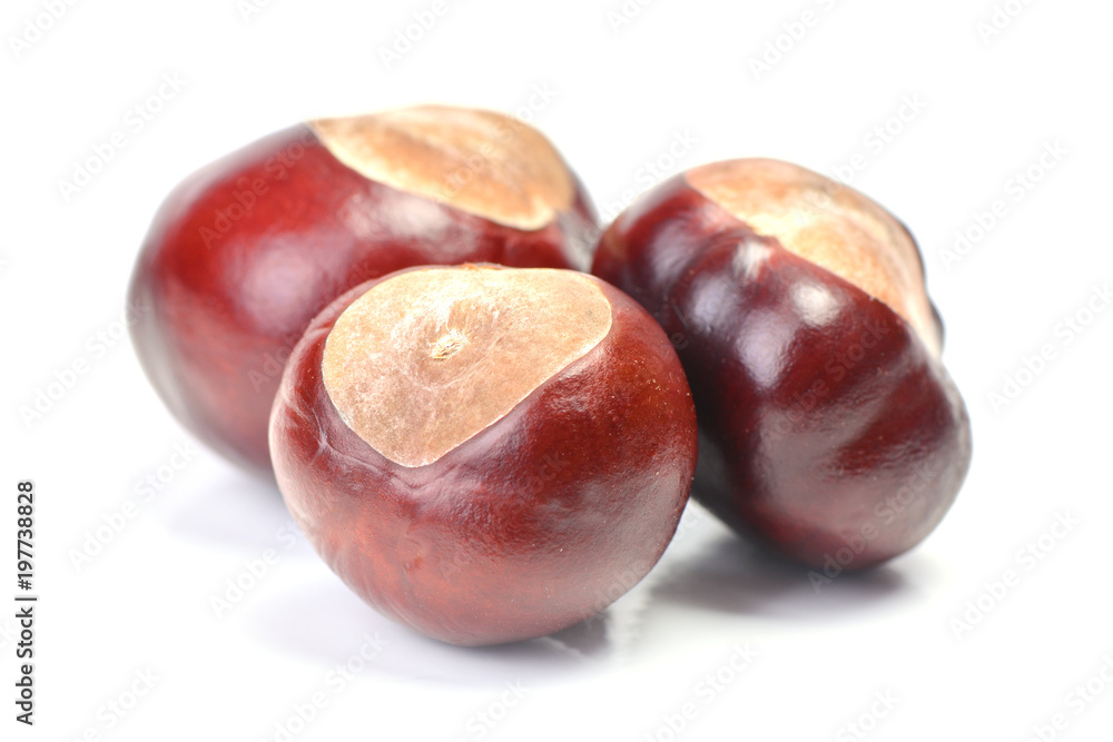 Chestnuts on a white background Chestnuts on a white background