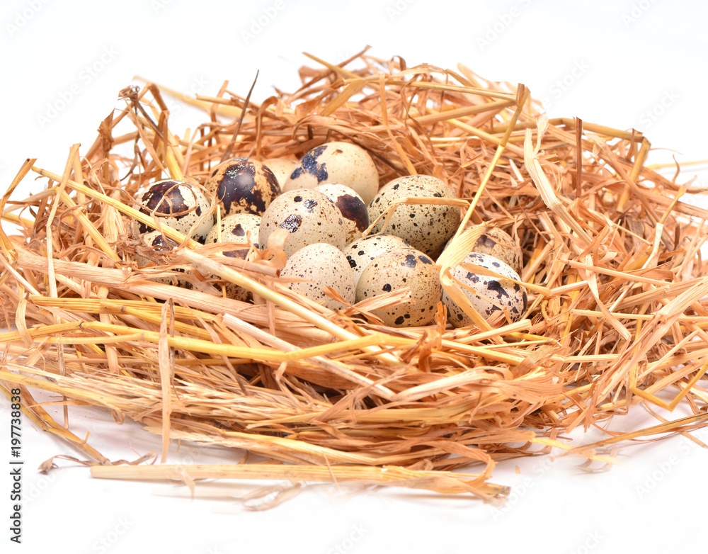 Obraz premium Quail eggs
