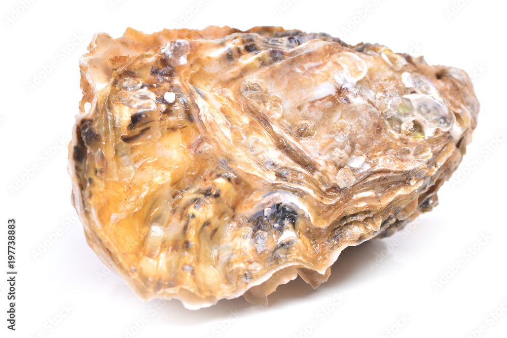 Fresh oyster Fresh oyster