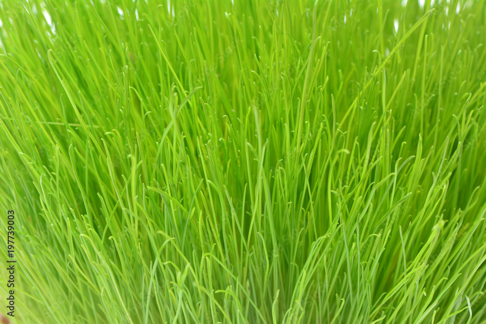 Green grass Green grass