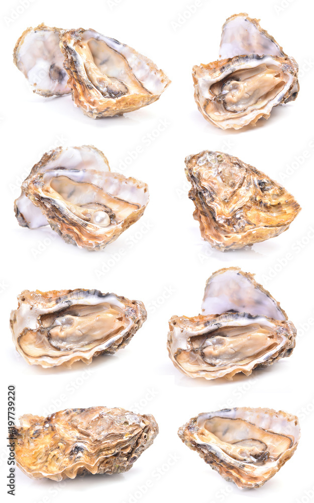 Fresh oysters collection Fresh oysters collection