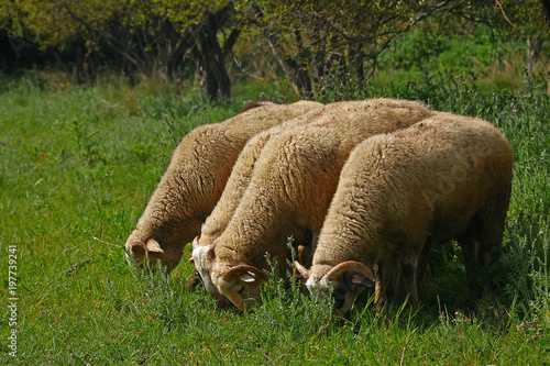 Otlanan , Koyunlar  © mylasa