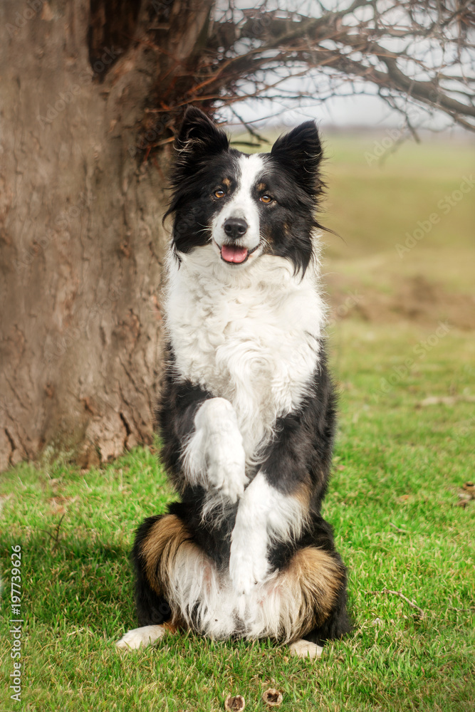 border collie dog walk in the park	