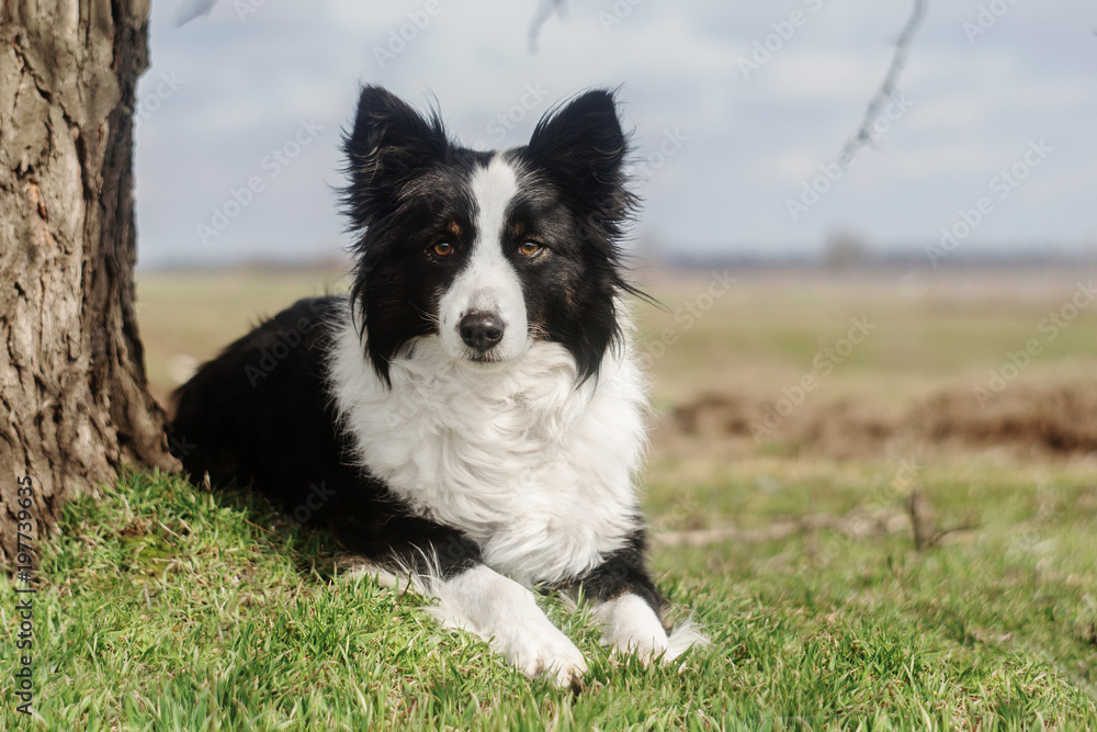 border collie dog walk in the park	
