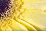 Beautiful macro of a yellow Gerbera flower