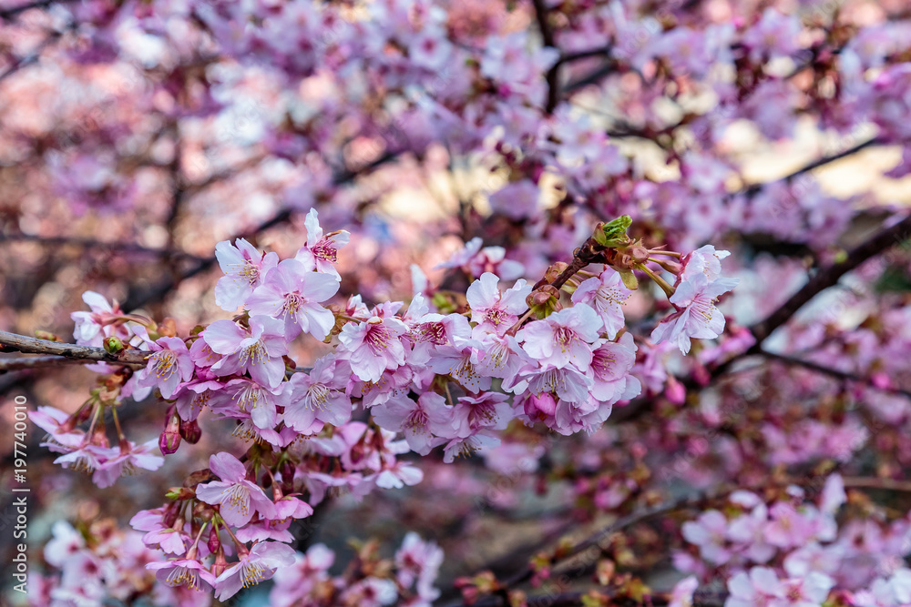 Fototapeta premium a large group of pink plum blossoms