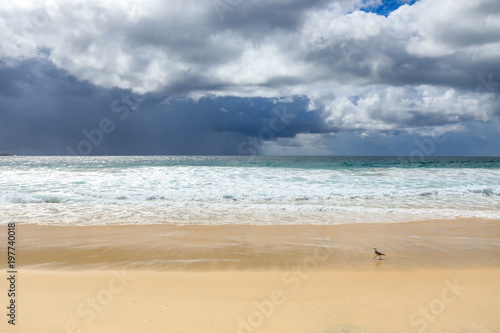 Seagull walking on sandy beach against stormy sky