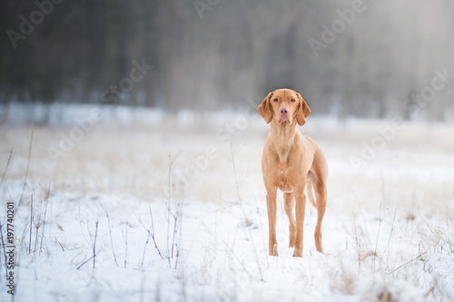 Fototapeta Naklejka Na Ścianę i Meble -  Outstanding hungarian pointer dog on snow