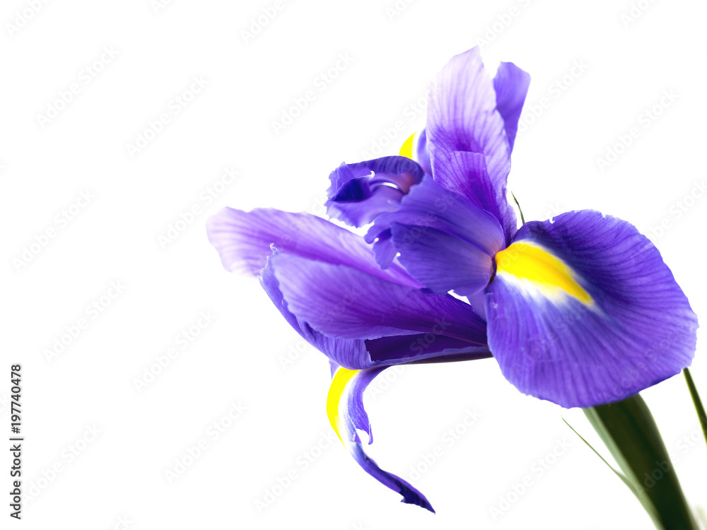 freshness purple iris on a white background