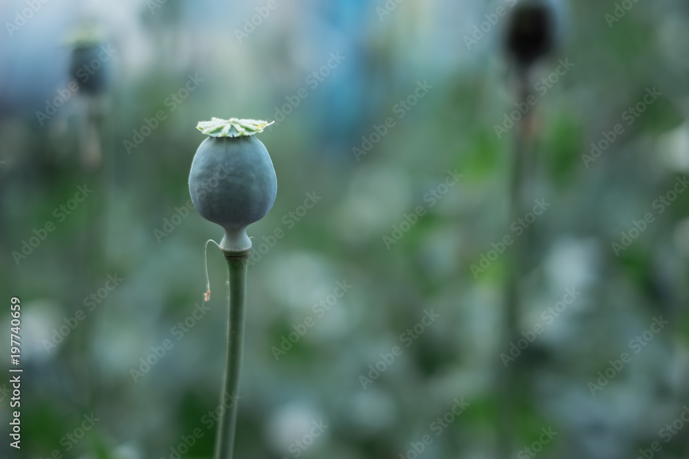 Poppy seed heads in a garden. Poppy seed heads in a garden.