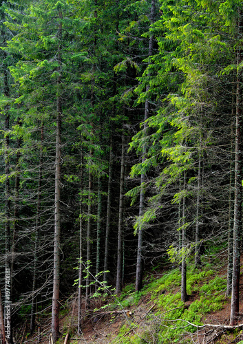 Poland  Tatra Mountains  Zakopane - forest in Dolina Iwanicka Valley