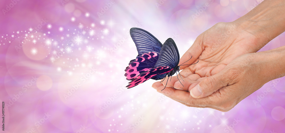 Naklejka premium Specjalny moment z pięknym motylem - różowy i czarny motyl z otwartymi skrzydłami spoczywającymi na opuszkach palców kobiecych złożonych dłoni a na różowym musującym tle z białym światłem