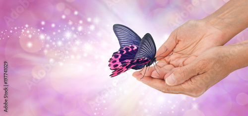 Special moment with a beautiful butterfly  - a pink and black butterfly with open wings resting on the fingertips of female cupped hands a against a pink sparkling background with white light
