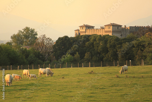 Lonato del Garda, castello di Drugolo con mucche photo