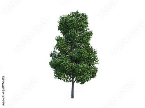 tree common