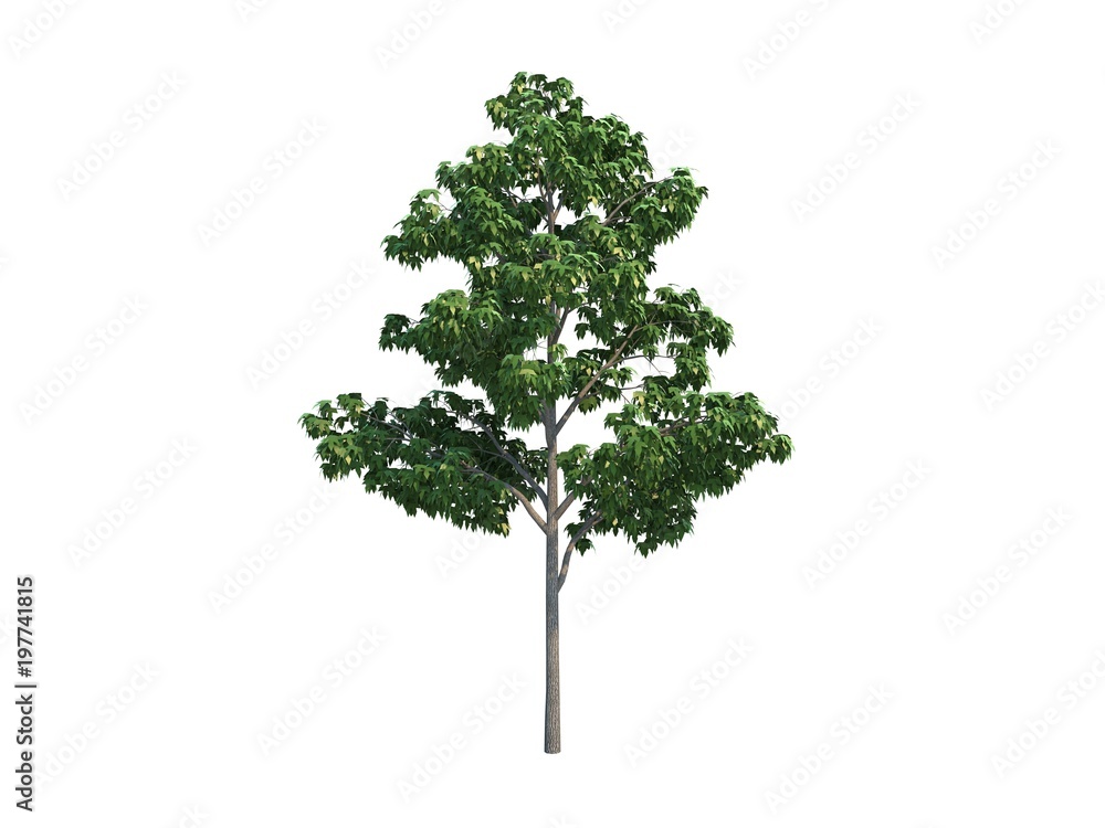 Nice tree maple