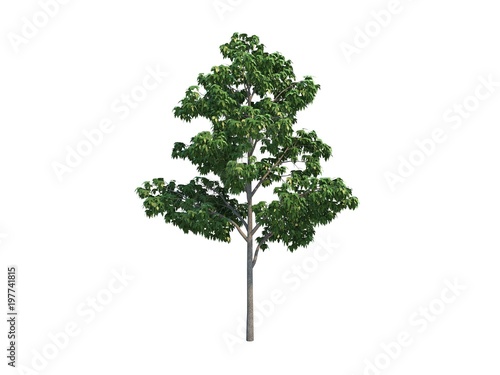 Nice tree maple