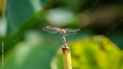 Dragonfly in nature, blured green background © Evgenii Bakhchev
