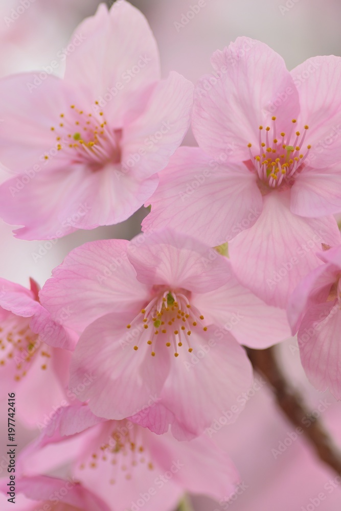 Macro texture of Japanese Pink Cherry Blossoms in vertical frame Macro texture of Japanese Pink Cherry Blossoms in vertical frame