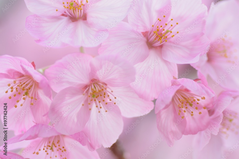 Naklejka premium Macro texture of Japanese Pink Cherry Blossoms in horizontal frame