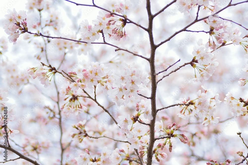 Macro details of Japanese White Yoshino Cherry Blossoms in horizontal frame