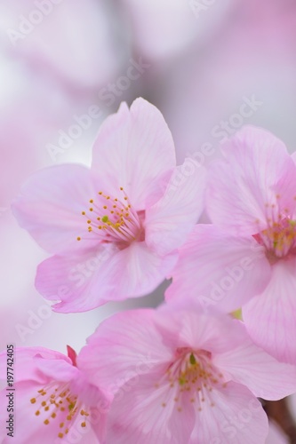 Fototapeta Naklejka Na Ścianę i Meble -  Macro texture of Japanese Pink Cherry Blossoms in vertical frame