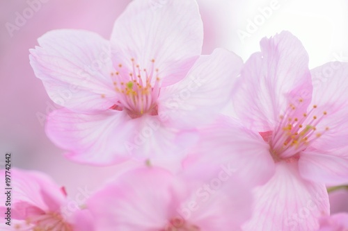 Macro texture of Japanese Pink Cherry Blossoms in horizontal frame