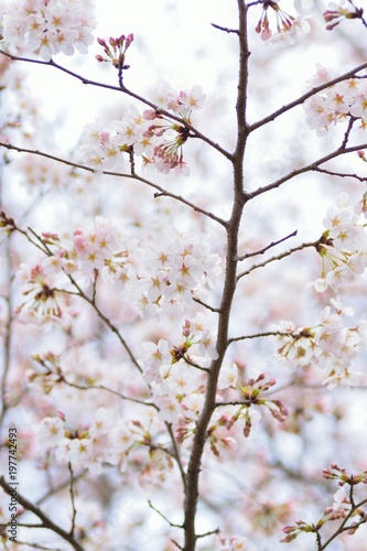 Macro details of Japanese White Yoshino Cherry Blossoms in vertical frame