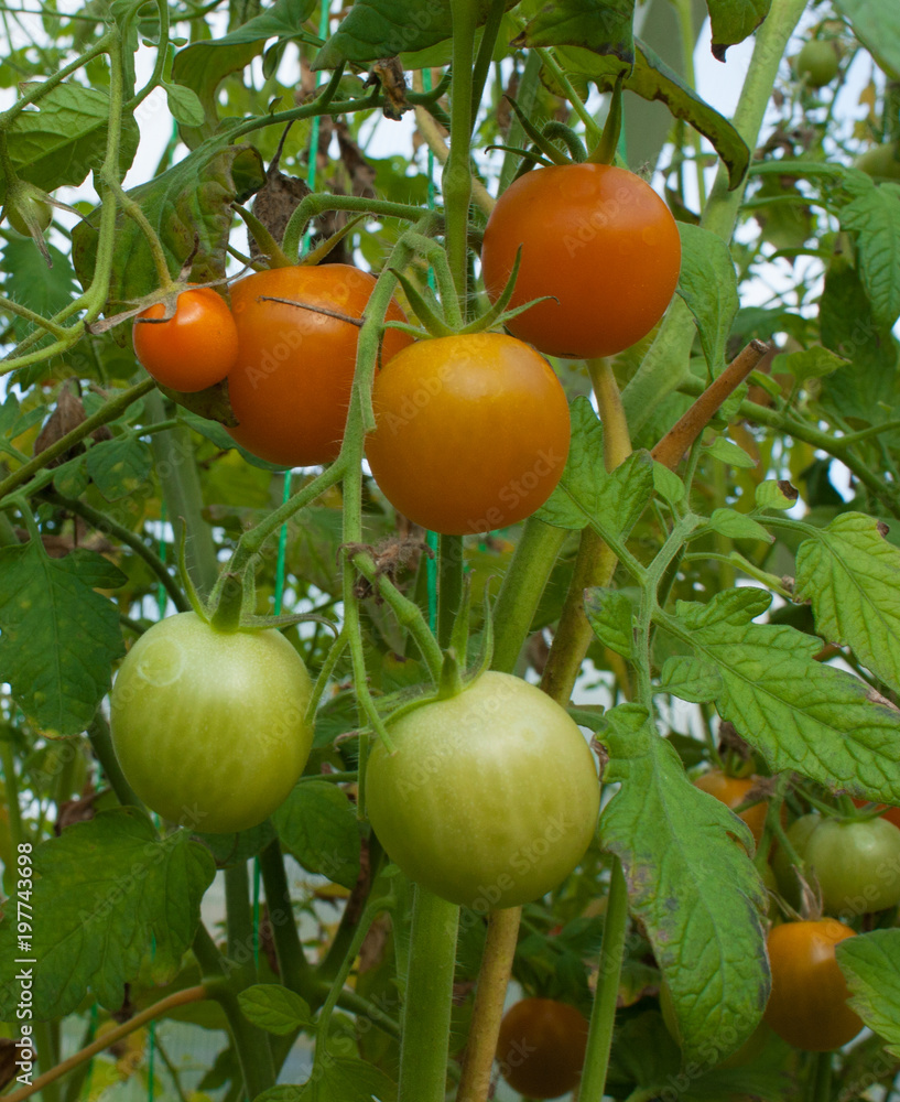 red and green tomatoes on a branch on a bed in a greenhouse.