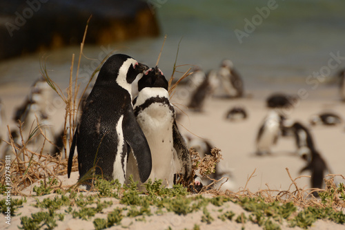 Penguins at boulders beach