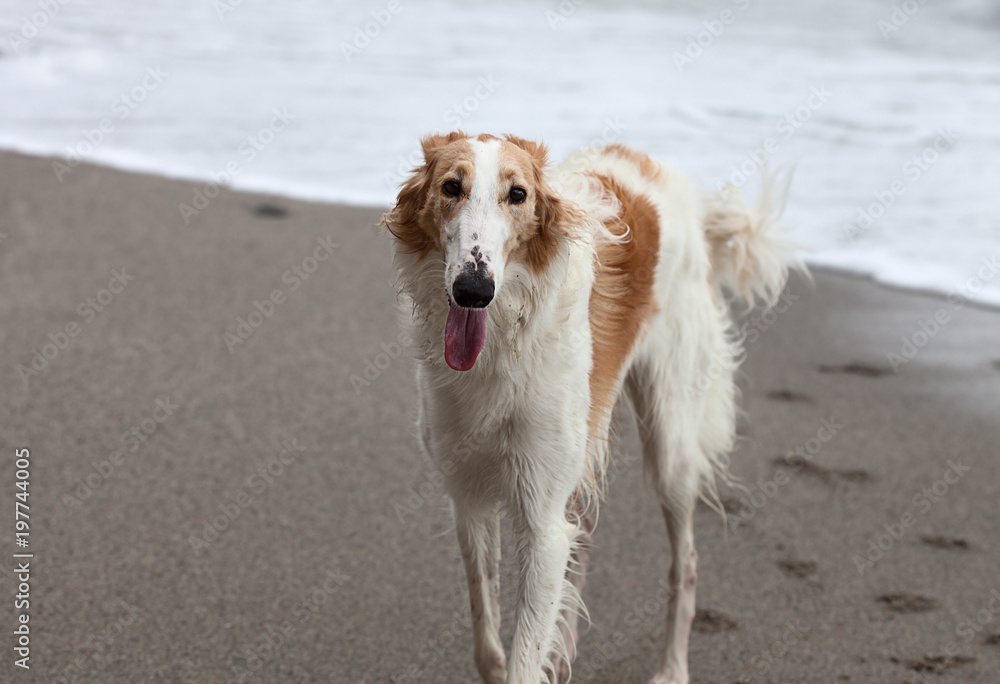 Beautiful white and brown Borzoi portrait on the beach Beautiful white and brown Borzoi portrait on the beach
