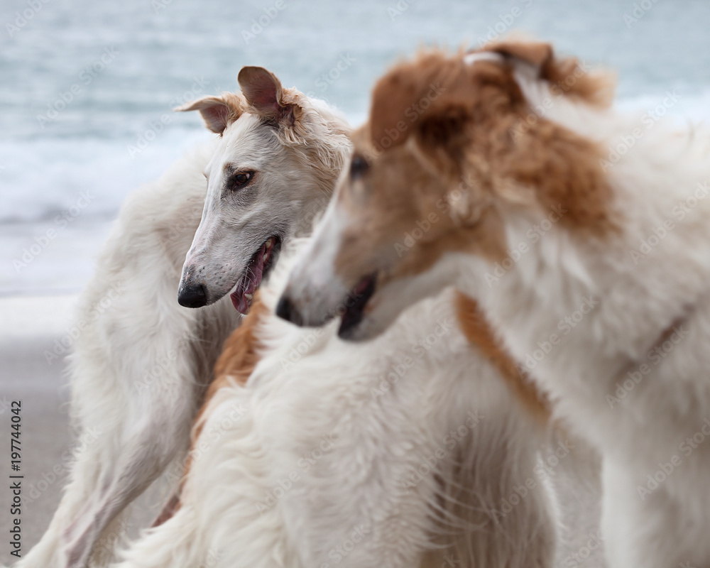 Fototapeta premium Borzoi dogs portrait on the beach, looking aside