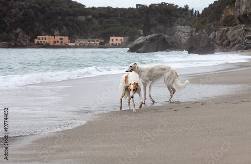 Fototapeta Naklejka Na Ścianę i Meble -  Borzoi dogs portrait walking and playing near water's edge