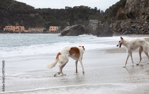 Fototapeta Naklejka Na Ścianę i Meble -  Borzoi dogs portrait walking near water's edge