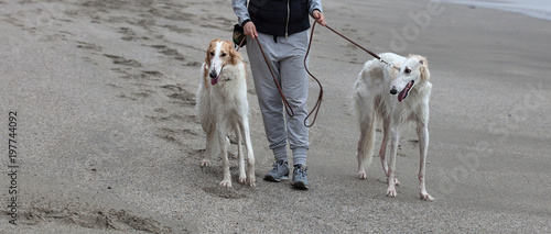 Dog owner leading two Borzoi on the beach photo