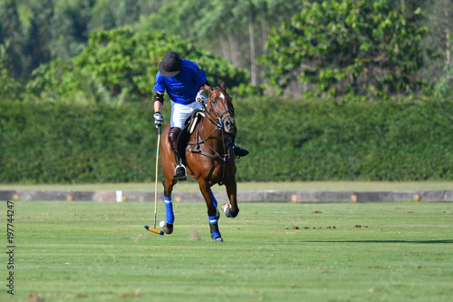Horse polo player use a mallet hit ball